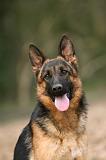 BERGER ALLEMAND 1034
